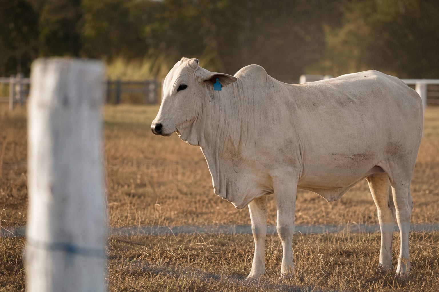 Vaca nelore adulta sem bezerro ao pé, sozinha em pasto seco no fim da tarde